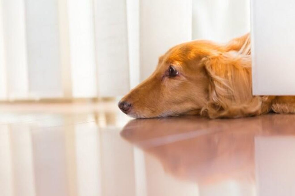 How does the miniature dachshund change with age?
