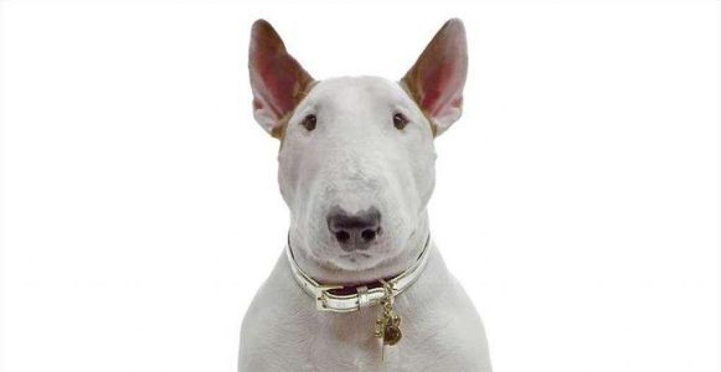 5 breeds of dogs are called nanny dogs