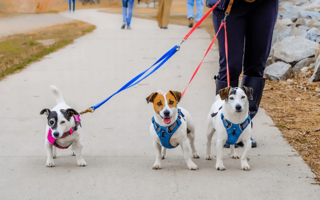 The 14 Best Dog Harnesses of 2023
