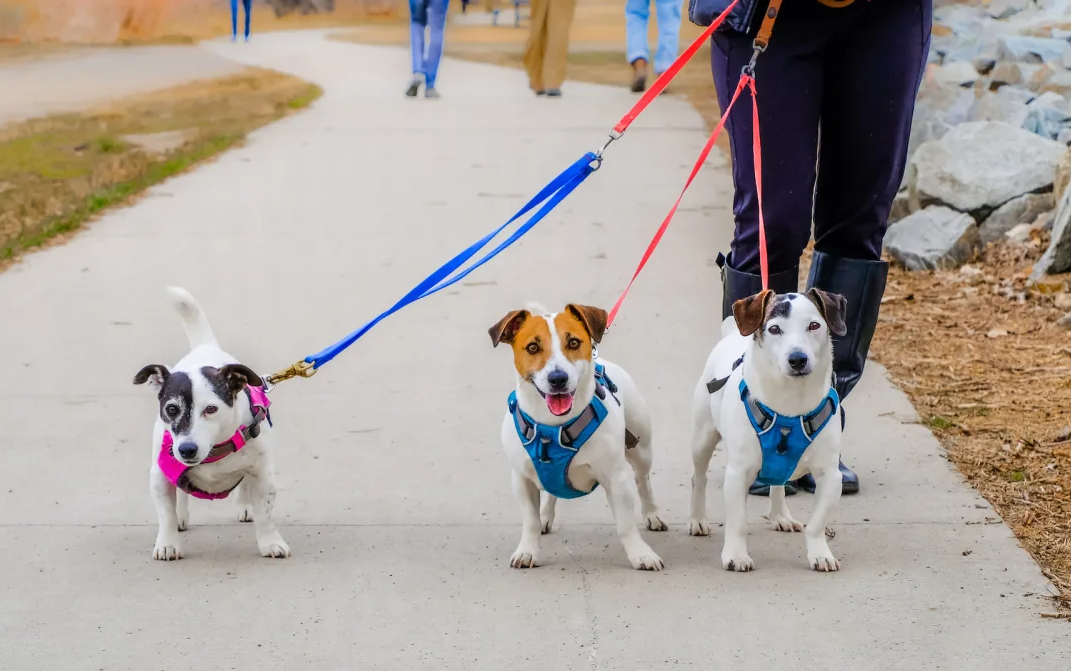 The 14 Best Dog Harnesses of 2023