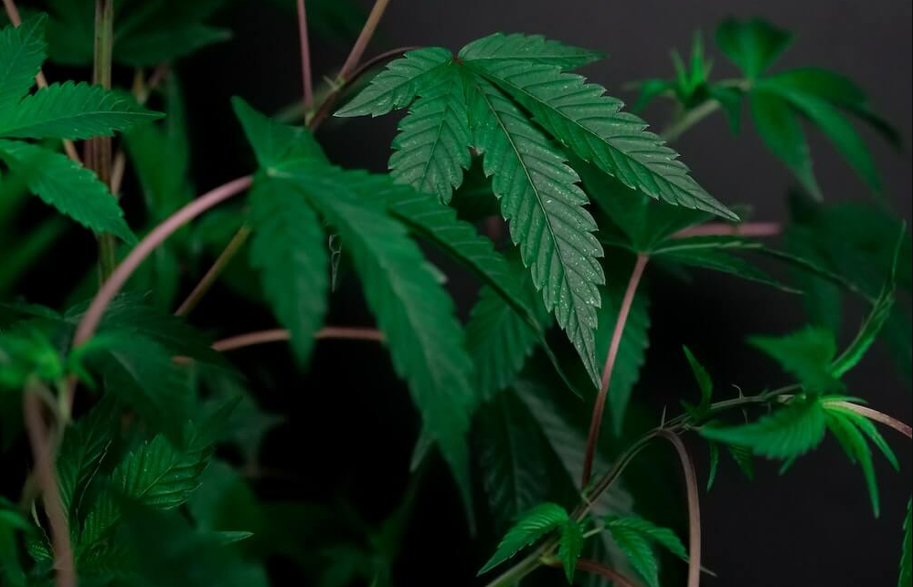 How do you set up a humidifier in a grow tent?