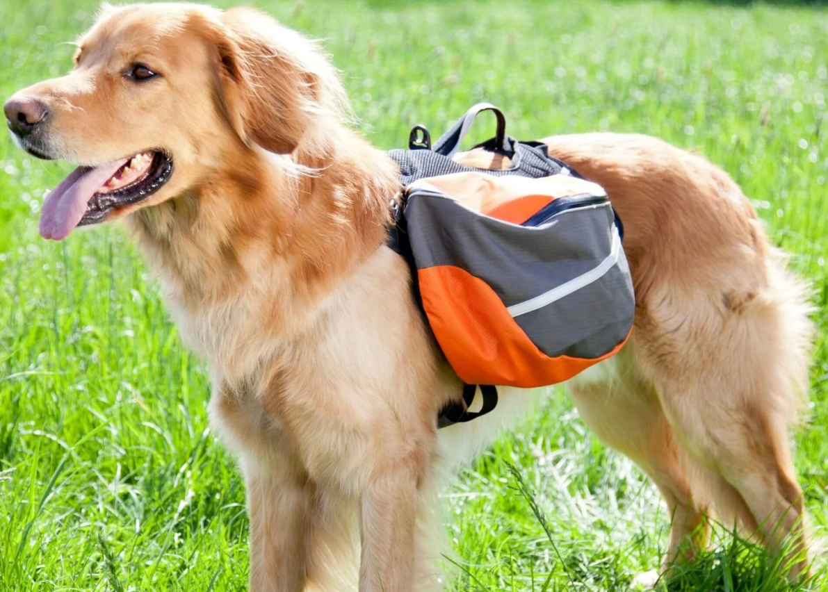 The 9 Best Hiking Dog Harnesses for 2023