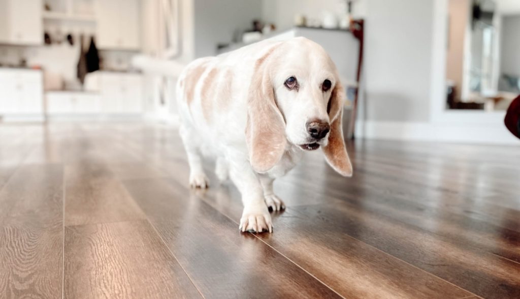 Flooring for Dogs